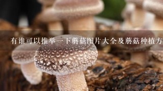 有谁可以推举一下蘑菇图片大全及蘑菇种植方、蘑菇鉴定等方面的书籍，谢谢