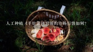 人工种植《羊肚菌》目前的市场行情如何？