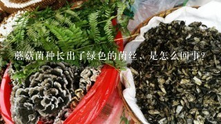 蘑菇菌种长出了绿色的菌丝，是怎么回事？