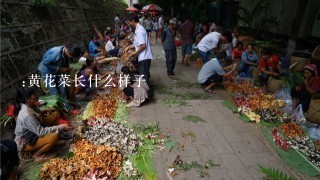 :黄花菜长什么样子