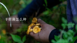 羊肚菌怎么种