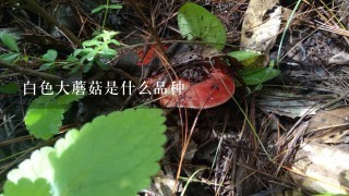 白色大蘑菇是什么品种