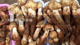 100种蘑菇手抄报