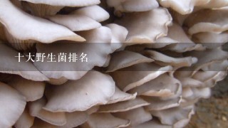 十大野生菌排名