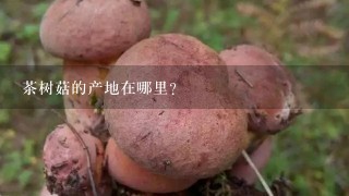 茶树菇的产地在哪里？