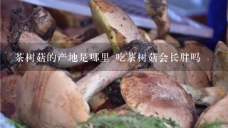 茶树菇的产地是哪里 吃茶树菇会长胖吗