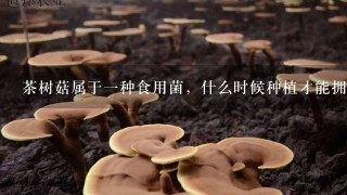 茶树菇属于一种食用菌，什么时候种植才能拥有高产量