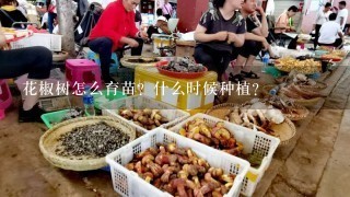 花椒树怎么育苗？什么时候种植？