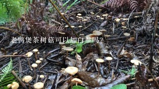 老鸭煲茶树菇可以加白参吗?