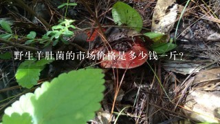 野生羊肚菌的市场价格是多少钱一斤？