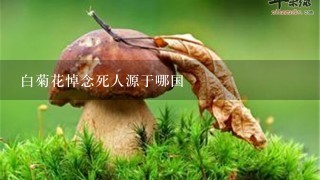 白菊花悼念死人源于哪国