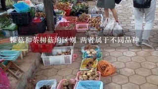 榛菇和茶树菇的区别 两者属于不同品种