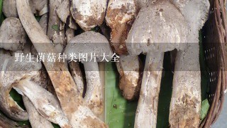 野生菌菇种类图片大全