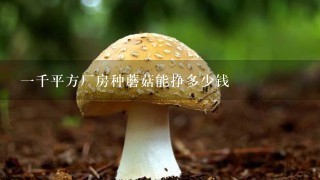 一千平方厂房种蘑菇能挣多少钱