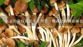 真正的藏红花是不是用手一模就会黄黄的颜色？