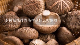 茶树菇炖排骨茶树菇什么时候放