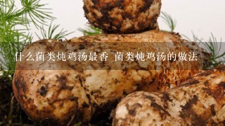 什么菌类炖鸡汤最香 菌类炖鸡汤的做法