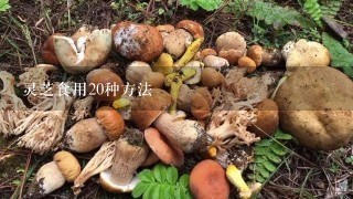 灵芝食用20种方法