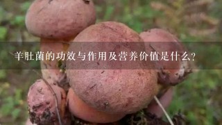 羊肚菌的功效与作用及营养价值是什么？