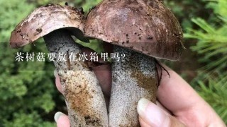 茶树菇要放在冰箱里吗？