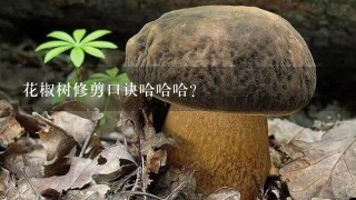 花椒树修剪口诀哈哈哈？