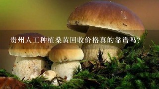 贵州人工种植桑黄回收价格真的靠谱吗？