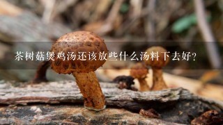 茶树菇煲鸡汤还该放些什么汤料下去好？