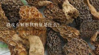 铁皮石斛形状特征是什么？