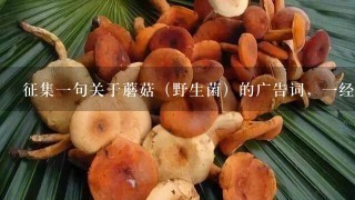 征集一句关于蘑菇（野生菌）的广告词，一经采用必有重谢