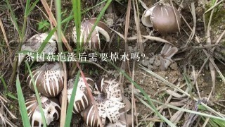 干茶树菇泡涨后需要焯水吗？