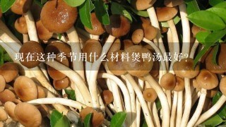 现在这种季节用什么材料煲鸭汤最好？