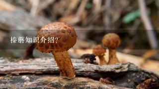 榛蘑知识介绍？