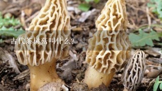 古代茶树菇叫什么？