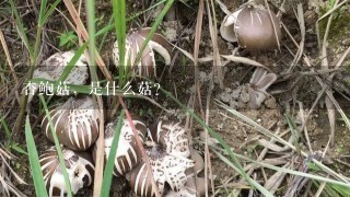 杏鲍菇，是什么菇？