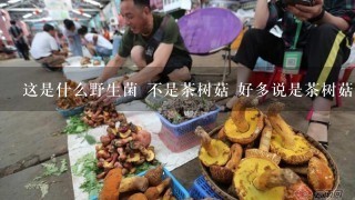 这是什么野生菌 不是茶树菇 好多说是茶树菇 湖北哪些地方有这种野生菌 四川叫青冈菌！！！！