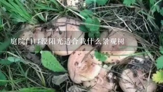 庭院门口没阳光适合栽什么景观树