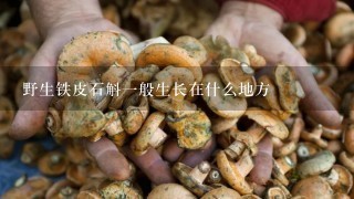 野生铁皮石斛一般生长在什么地方