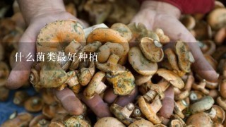 什么菌类最好种植