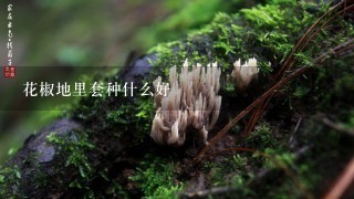 花椒地里套种什么好