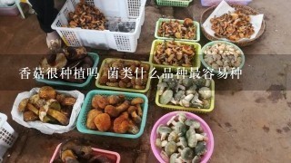 香菇很种植吗 菌类什么品种最容易种