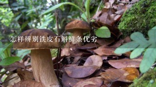 怎样辨别铁皮石斛鲜条优劣