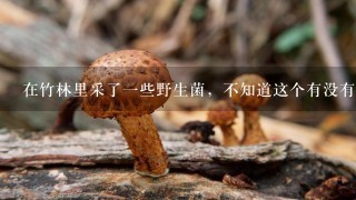 在竹林里采了1些野生菌，不知道这个有没有毒，根部撕开没有汁液流出，闻着有菌的鲜香，没有异味！求鉴定