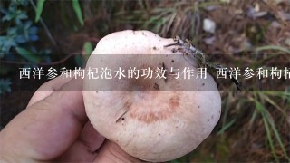 西洋参和枸杞泡水的功效与作用 西洋参和枸杞泡水的