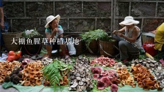 大棚鱼腥草种植基地