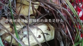 香樟树底部长出圆形的菌类是什么