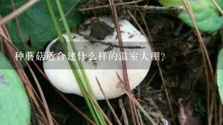 种蘑菇适合建什么样的温室大棚？