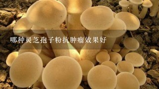 哪种灵芝孢子粉抗肿瘤效果好