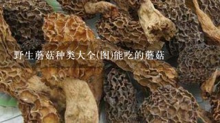 野生蘑菇种类大全(图)能吃的蘑菇