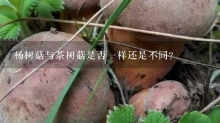 杨树菇与茶树菇是否1样还是不同？