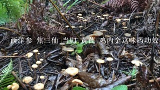 西洋参 焦3仙 当归 黄芪 鸡内金这味药功效有那些？